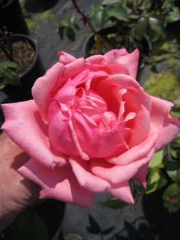 Beetrose Rosa Stern